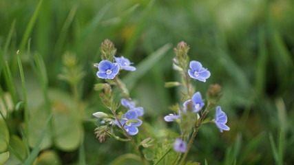 beautiful little blue flowers in a summer meadow, spring