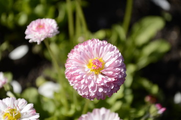 Obraz premium daisy