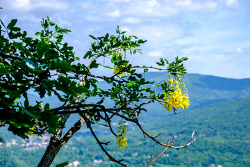 Fioritura del Maggiociondolo