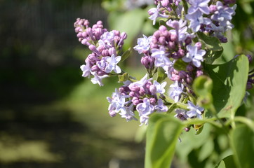 Obraz na płótnie Canvas lilac flowers in the garden
