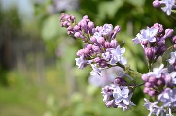 Fototapeta na wymiar purple lilac flowers