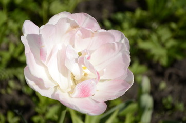 pink tulip flower