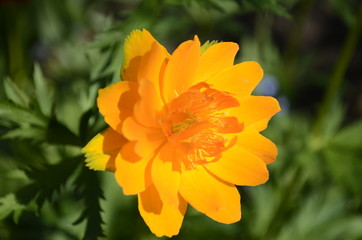 yellow flower in spring