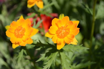orange flower in the garden