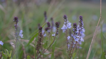 beautiful little purple flowers in a summer meadow, spring