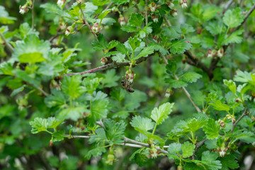 Bee on goosberry bush. Spring.