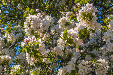 Fototapeta premium Cherry blossom tree white pink blooming flowers close up as spring summer floral botanical outdoor 