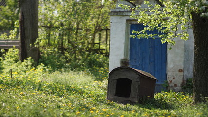 old doghouse in a rural yard on a beautiful sunny morning, spring
