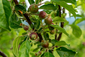 green gooseberries on a branch