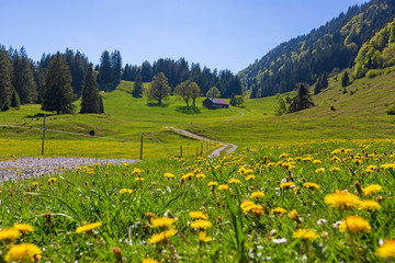 Obraz premium Allgäu - Frühling - Wandern - Gunzesried - Alpe