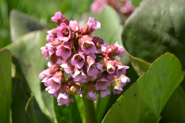 Fototapeta premium pink and white flowers