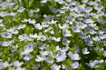 forget me not flowers