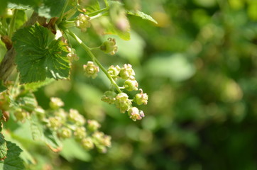 blackcurrant flowers