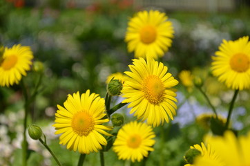 yellow flowers in the field
