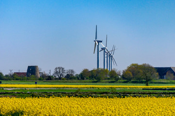 Oland, Sweden Wind turbines in a yellow field and the Baltic Sea.