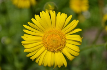 yellow flower in the garden