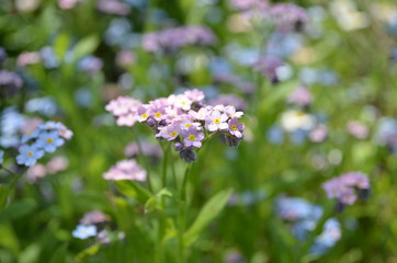 purple flowers in the garden