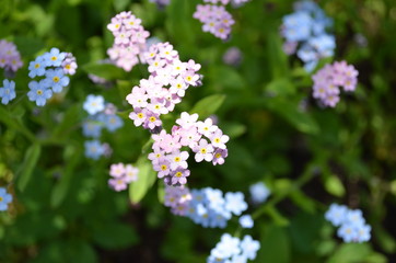 forget me not flowers