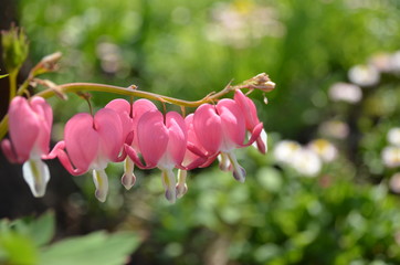 pink flowers in the garden