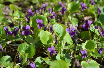violet flowers in the garden