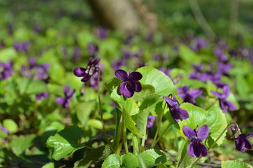 purple flowers in the garden