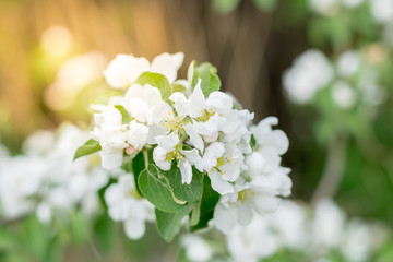 Blossoming apple tree flowers in the sun