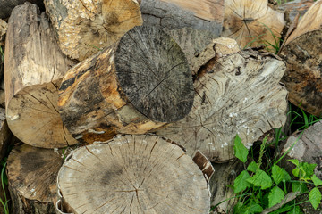 stack of firewood beech and hornbeam, northern balkans