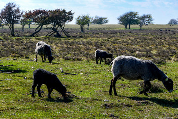 Naklejka na ściany i meble Ottenby, Oland, Sweden A national park on the southern top of the island popular with bird watchers and populated with grazing sheep.
