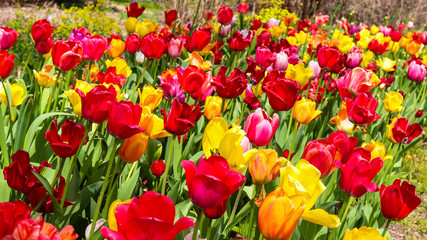 beautiful red and yellow tulips (horizontal) - perfect as a background for a website or blog about gardening, flowers, landscaping, etc - can also be used as a Zoom background