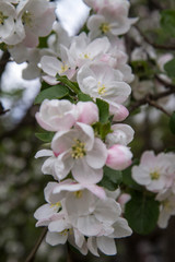 Fototapeta na wymiar Apple tree blooming in spring