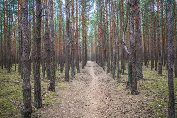 Pine trees forest with a path running in the middle 