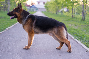 German shepherds execute commands in the park.