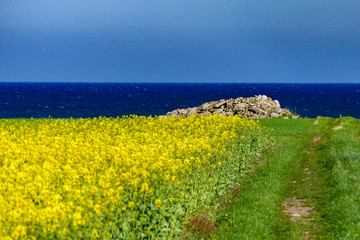 Nasby, Oland, Sweden Yellow firlds of rapeseed and the Baltic Sea