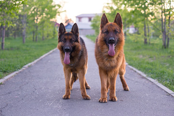 German shepherds execute commands in the park.