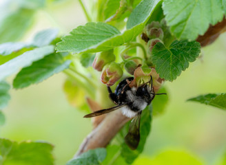 bee on a green leaf