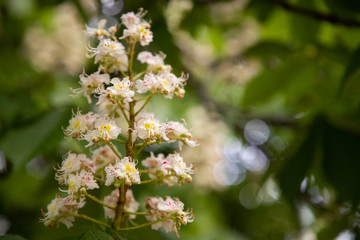 blooming chestnut