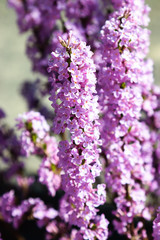 closeup of pink heather blooming in springtime 