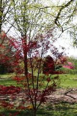 Naklejka premium tree budding in springtime