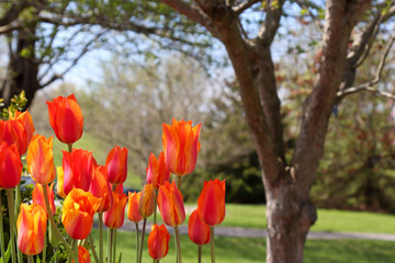 Obraz premium orange tulips at the park with selective focus to highlight the foreground