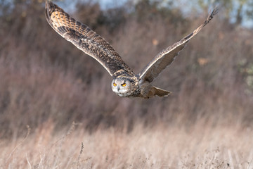 Eurasian Eagle Owl in flight over a meadow in Gloucestershire, UK