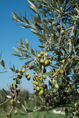 green olives on a branch