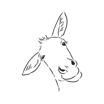 ass front view with a large head, looks black and white illustration . donkey portrait vector sketch illustration