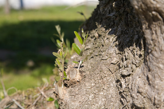 new shoots growing from the bottom of an olive tree. generally cut off they are also known as suckers
