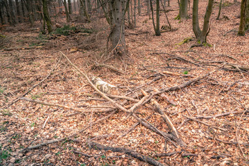 Verwüstung nach Waldarbeiten