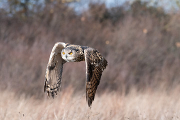 Eurasian Eagle Owl in flight over a meadow in Gloucestershire, UK