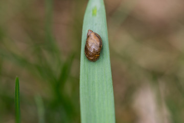 Amber Snail on Leaf in Springtime