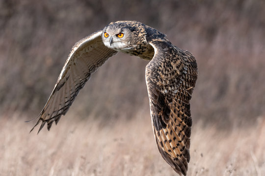 Eurasian Eagle Owl in flight over a meadow in Gloucestershire, UK