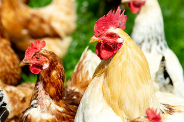 chicken living outdoors in herd