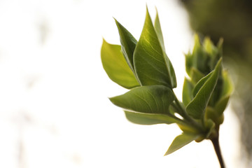 Closeup view of shrub with young leaves outdoors on spring day