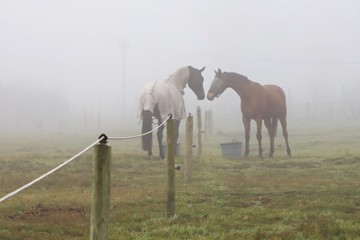 Two horses greeting each other over a fence in a field in the mist.  The fog surrounds two dark...